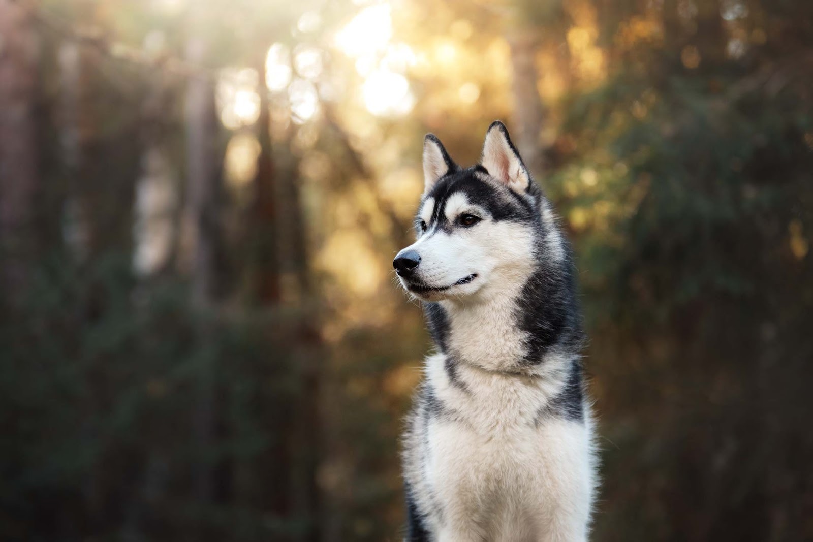 Siberian Husky