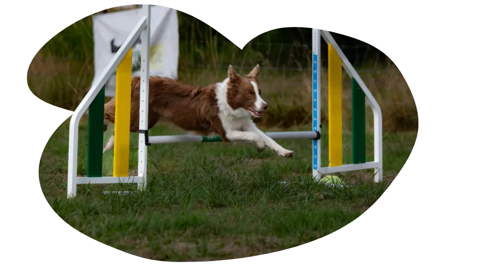 Entrainer son chien pour la compétition