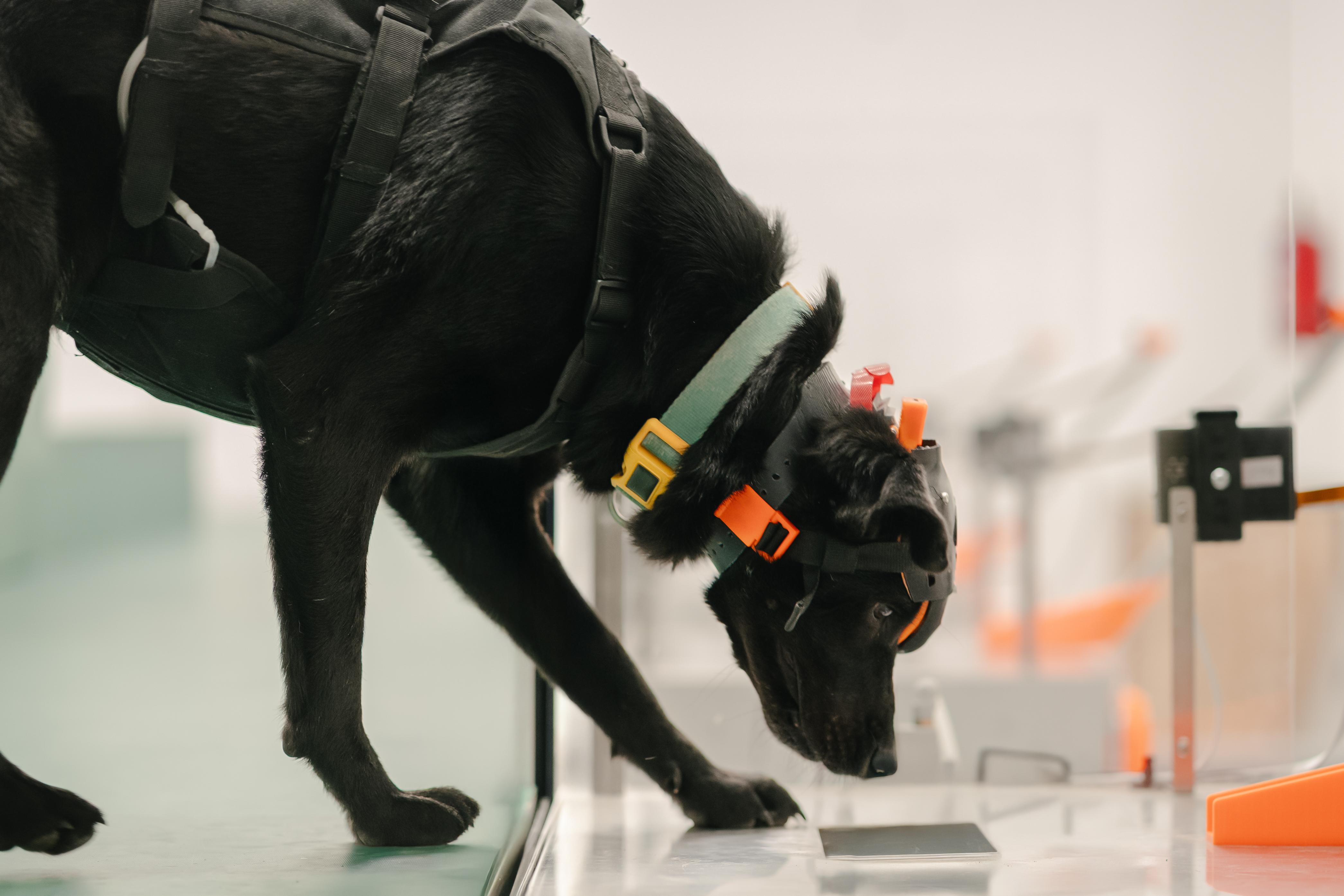 Chloe wearing DogSense headset during cancer detection session
