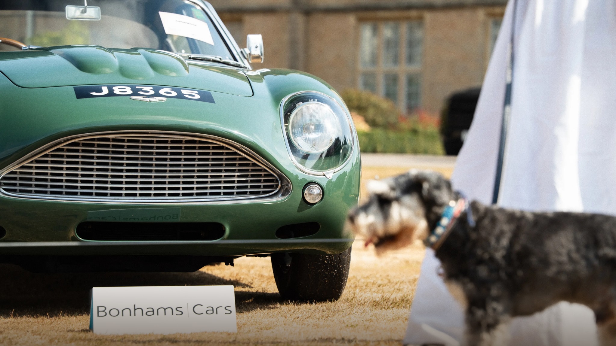 Front view of a vintage green Aston Martin at an outdoor luxury car auction with a blurred dog in the foreground.