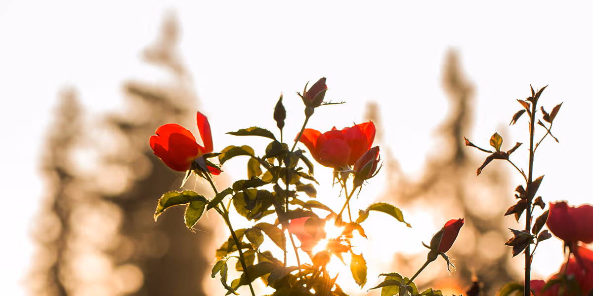 Red roses backlit by golden sunlight with blurred trees in the background.