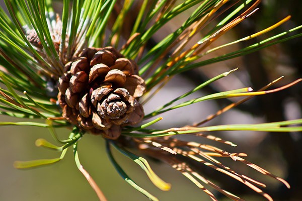 pine cone in a tree