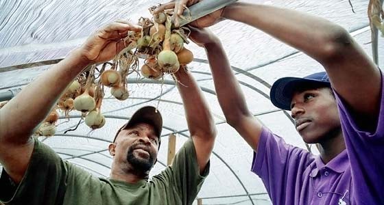 Richard Joyner teaches a young man how to hang onions.