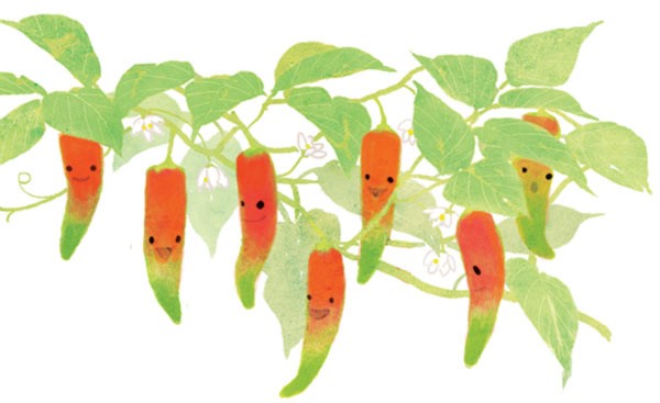 pepper farmers in field