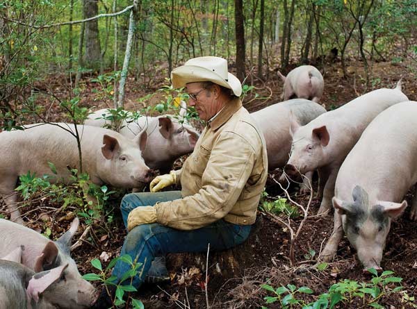 The author with his pigaerator herd