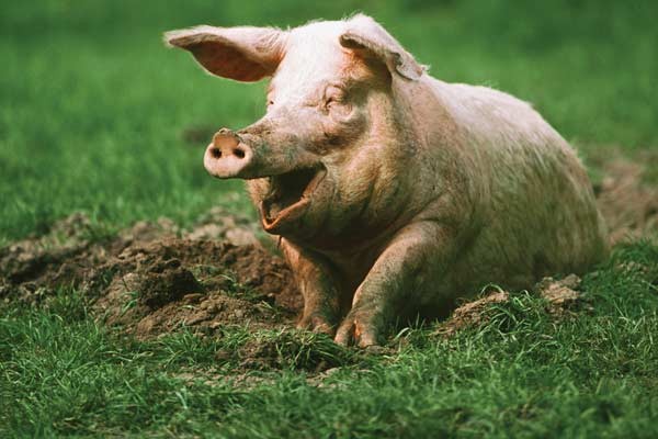 A happy pig