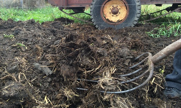 A pile of manure and a pitchfork.