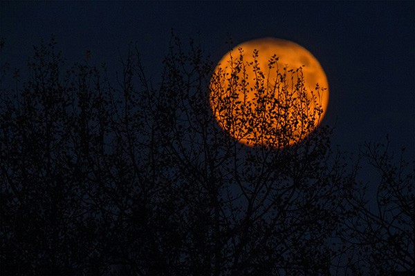 orange moon with silhouetted branches in front of it