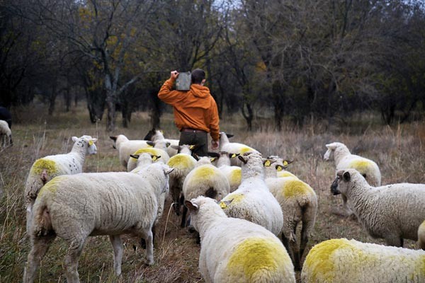 My apprentice Wyatt Rickles feeds our ewes.