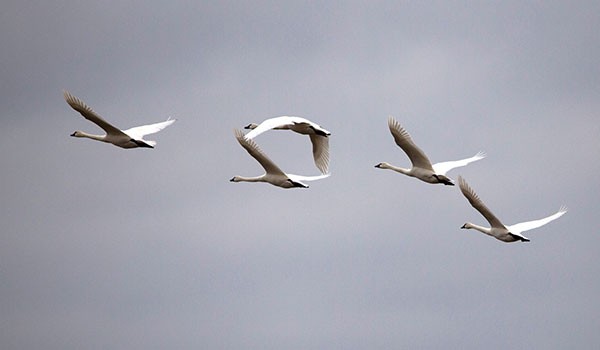 Tundra swans flying against a gray sky