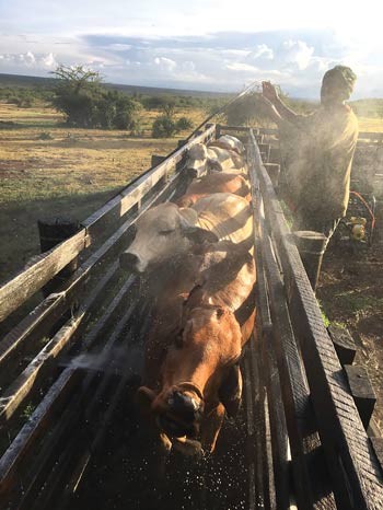 A farm worker washes the cows. 