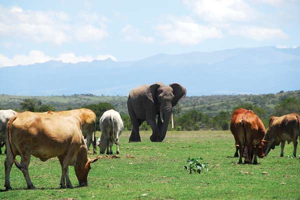 An elephant grazes among the cows