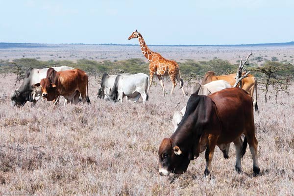 A giraffe among the cattle in Kenya