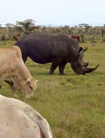 Rhino and cows graze together