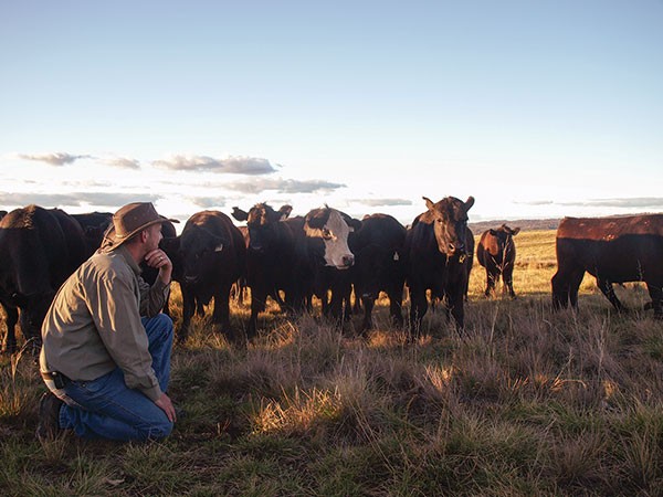 Hombre entre una manada de vacas