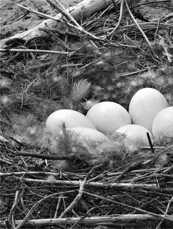 Goose eggs, photograph by Kari Nielsen.