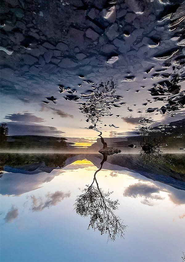 reflection of a tree in still water