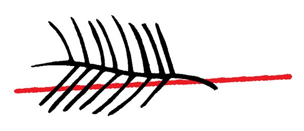 illustration of a palm branch