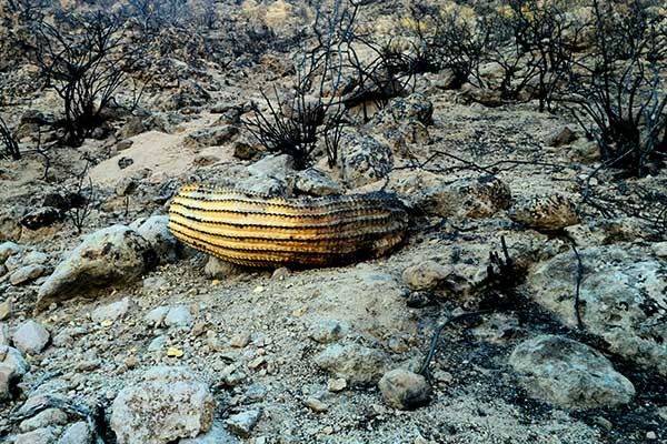 Scorched cactus in the desert near Phoenix, AZ