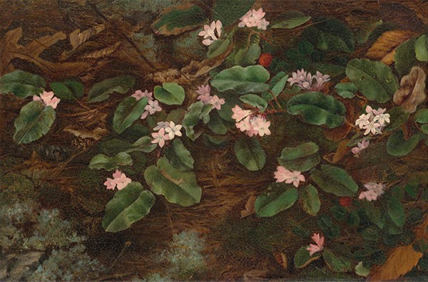 Fidelia Bridges, Trailing Arbutus, 1863