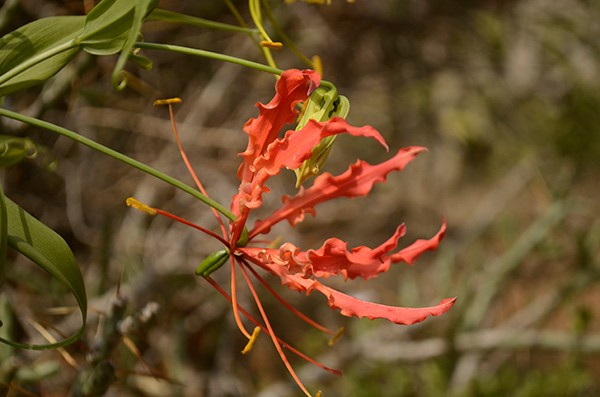 Gloriosa superba flower