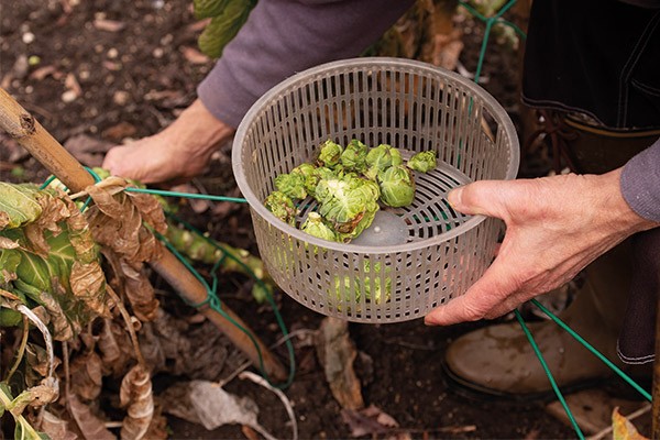 a woman picking brussel sprouts