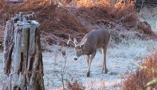A deer waiting to be shot