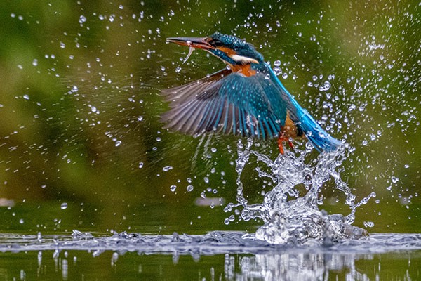 a kingfisher catching a fish