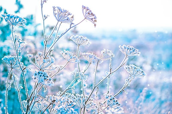 snow covered flowers