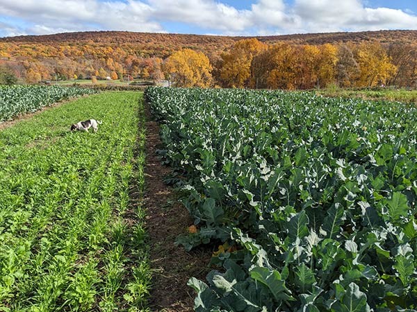 community vegetable garden