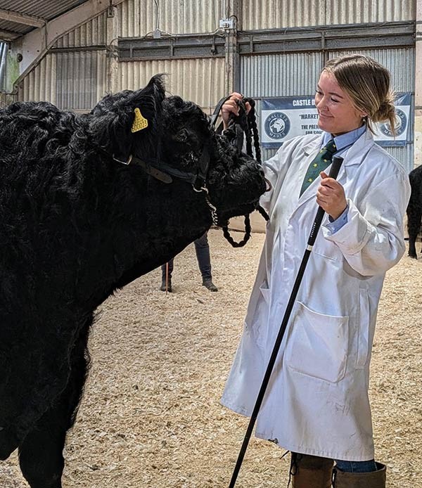 vet with a cow