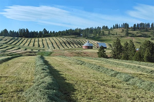 Hay windrows on the author’s farm 