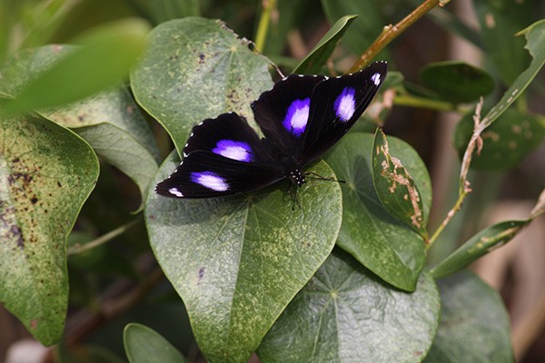 a black and purple butterfly on a leaf