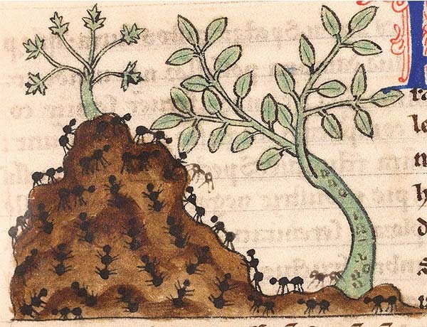 medieval illustration of an anthill