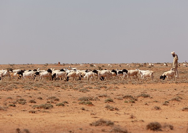 a Somali goat herder