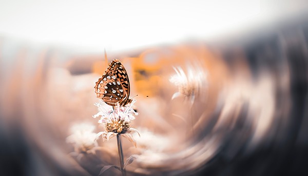 butterfly on a flower
