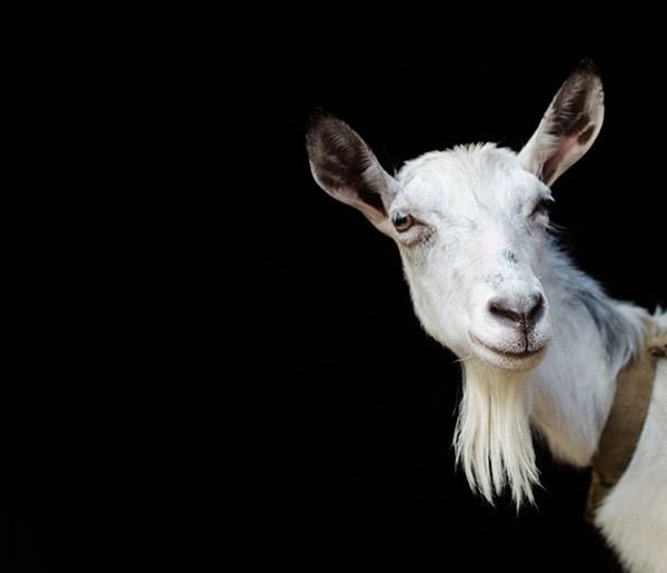 goat