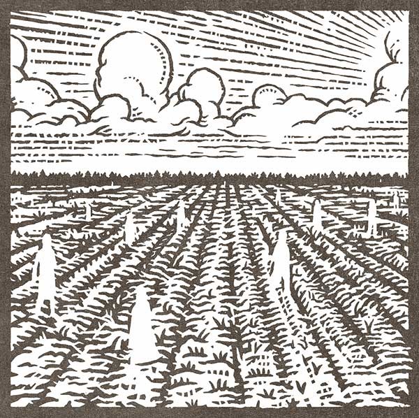 illustration of field
