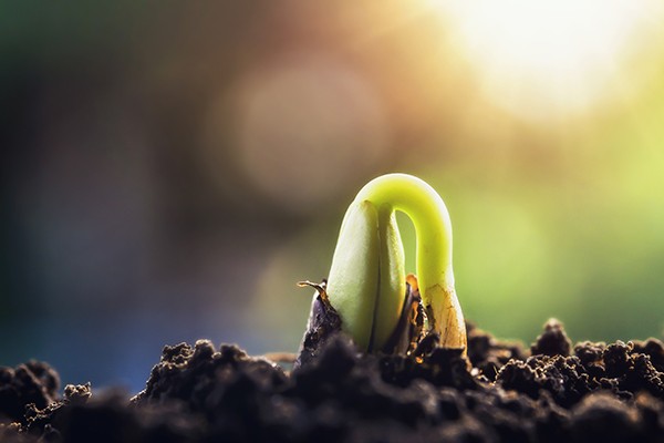 a seedling sprouting from soil