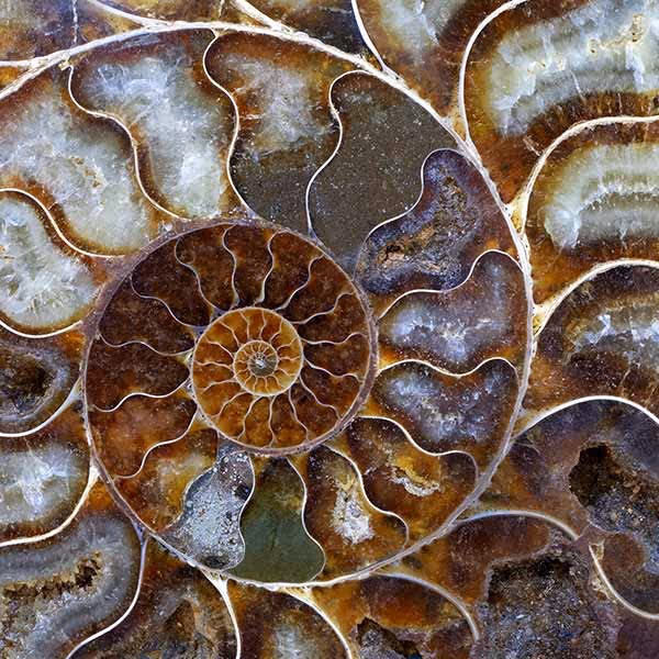 Close-up of a polished ammonite fossil showing spiral chambers with brown, beige, and white tones.