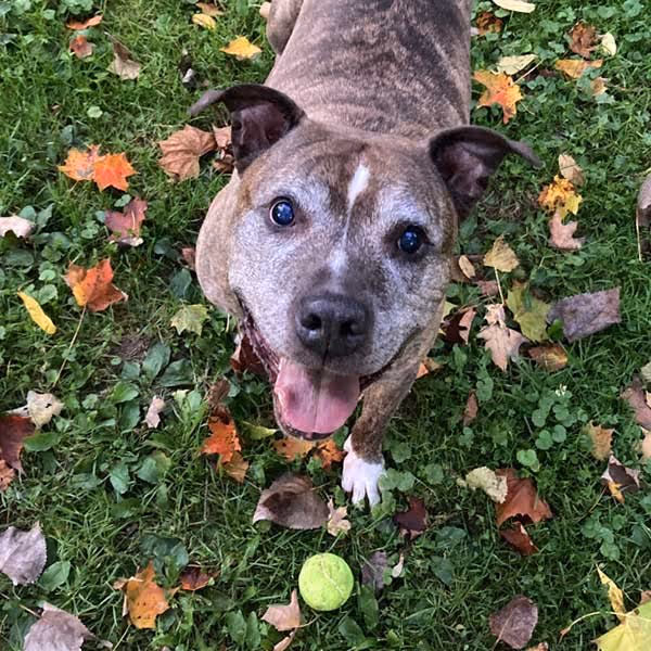 Happy brindle dog with white paws looking up at a tennis ball on green grass with autumn leaves.