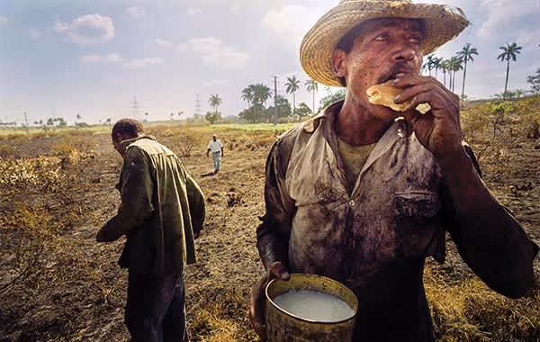 a man eating bread in a field surrounded by palm trees: André Chung, Cane Cutter, Havana, Cuba
