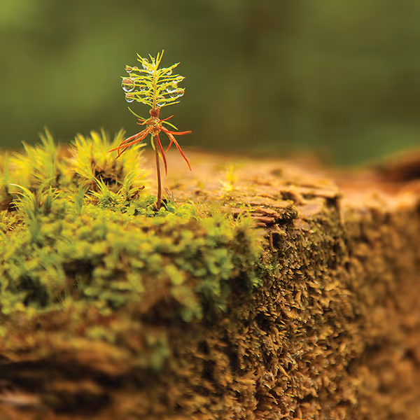 Bright green moss on a rock