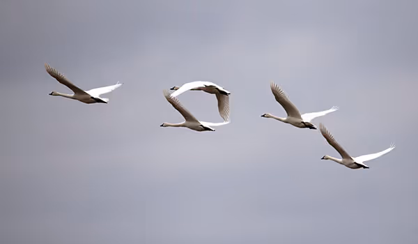 Tundra swans flying against a gray sky