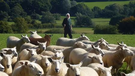Heiner the shepherd