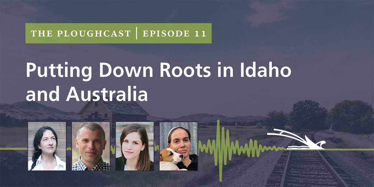 Podcast banner for The Ploughcast Episode 11 titled Putting Down Roots in Idaho and Australia with four headshots.