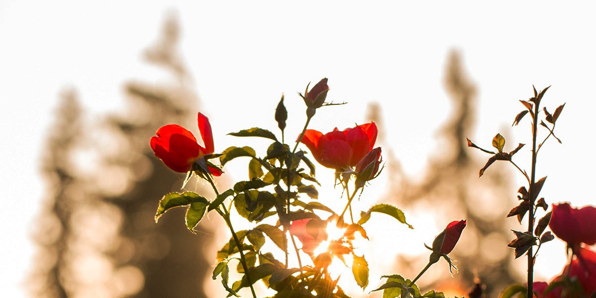Red roses with green leaves backlit by the sun against a blurred background of trees.