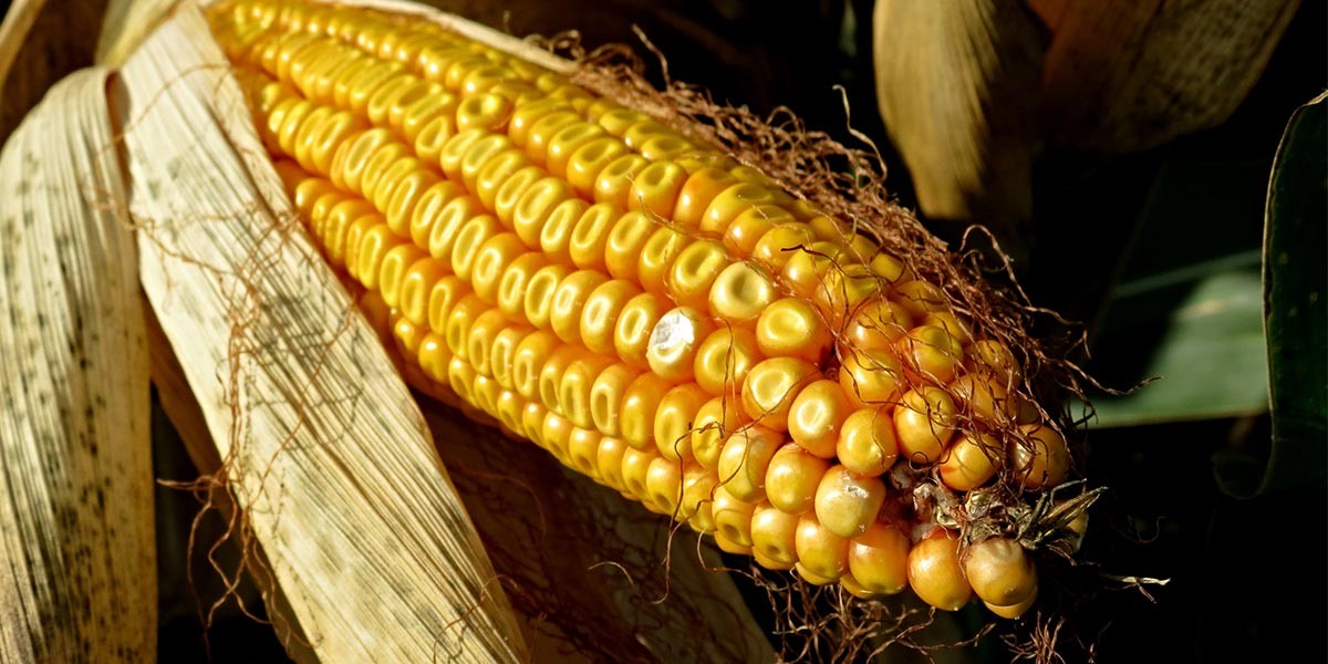 Close-up of a mature ear of corn with yellow kernels and dried husks.