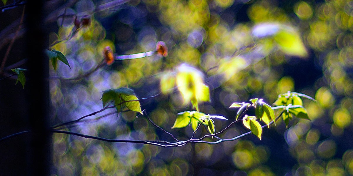 Close-up of thin tree branches with young green leaves and blurred yellow and purple bokeh background.