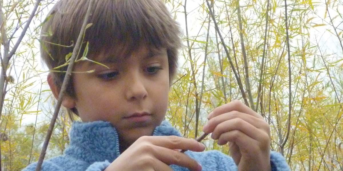 Child in blue fleece jacket examining a small twig among thin branches and yellow leaves outdoors.